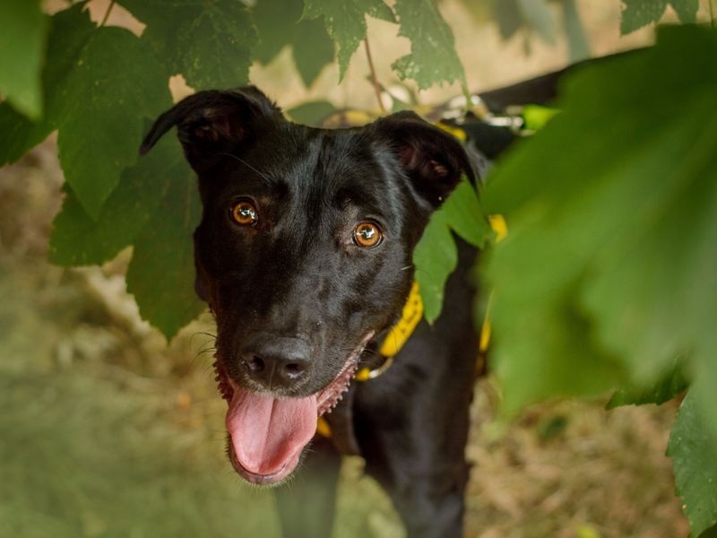 Ozzy | Lurcher | Kenilworth (West Midlands) - 1