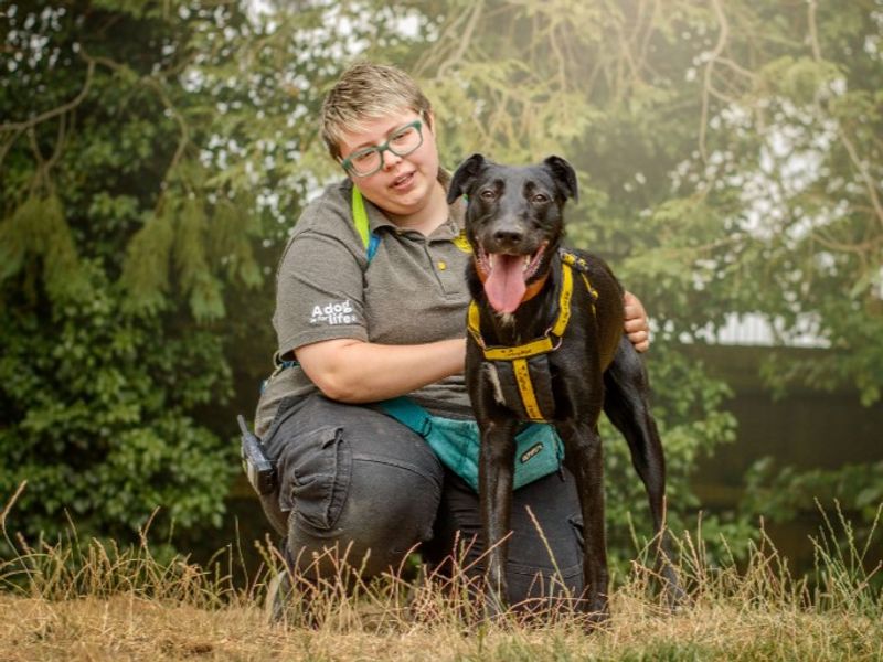 Ozzy | Lurcher | Kenilworth (West Midlands) - 2