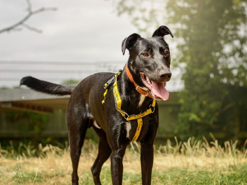 Ozzy | Lurcher | Kenilworth (West Midlands) - 7