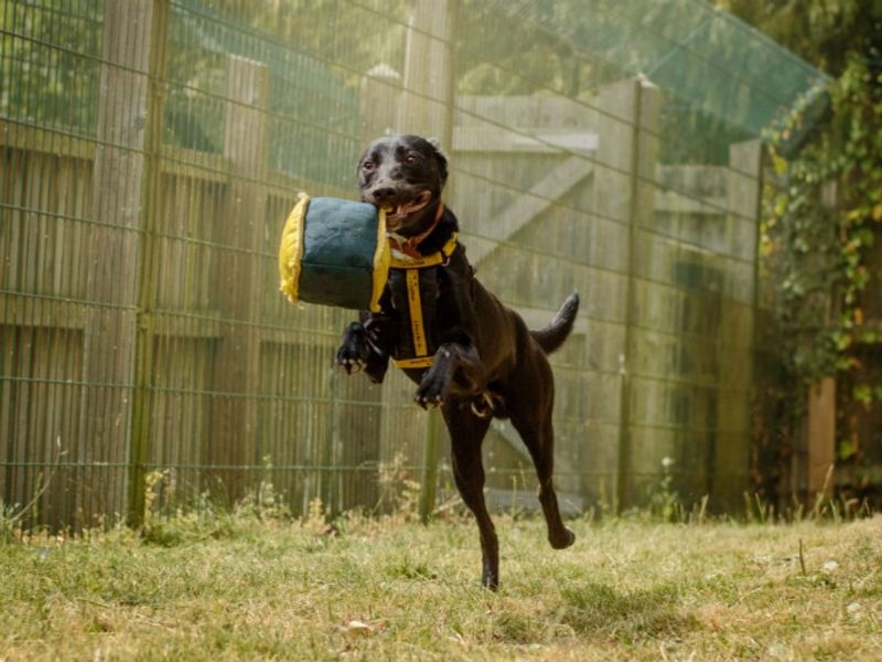 Ozzy | Lurcher | Kenilworth (West Midlands) - 4