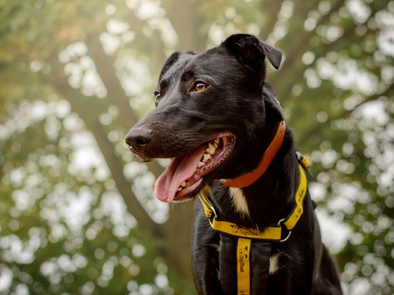 Ozzy | Lurcher | Kenilworth (West Midlands) - 5
