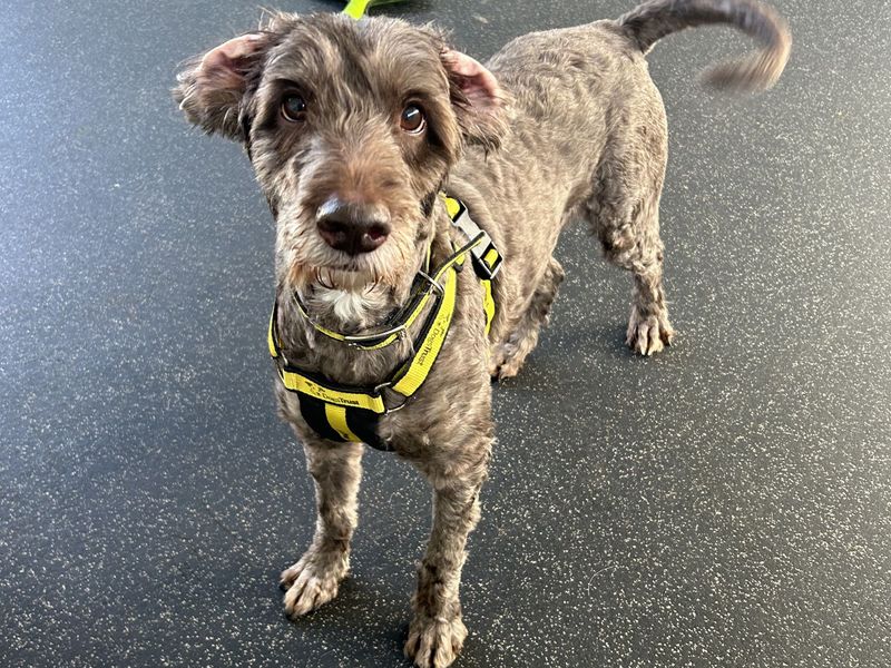 Golden Retriever Dogs And Puppies For Adoption