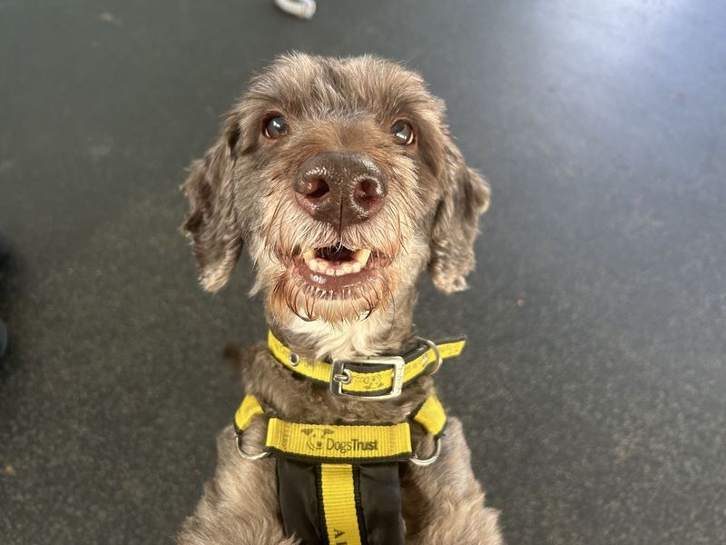 Winston - Image 2 of 3