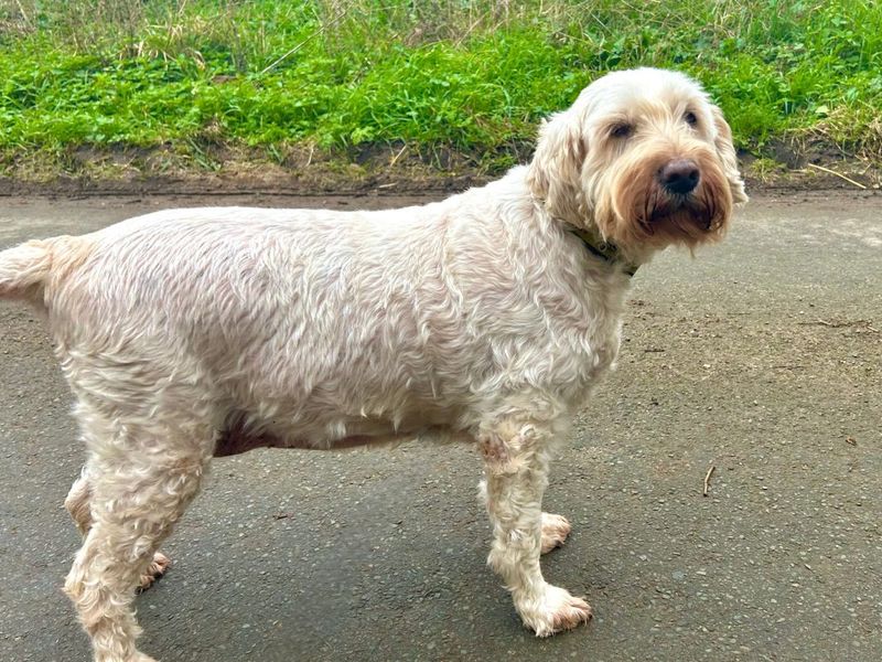 Lottie - Image 4 of 4