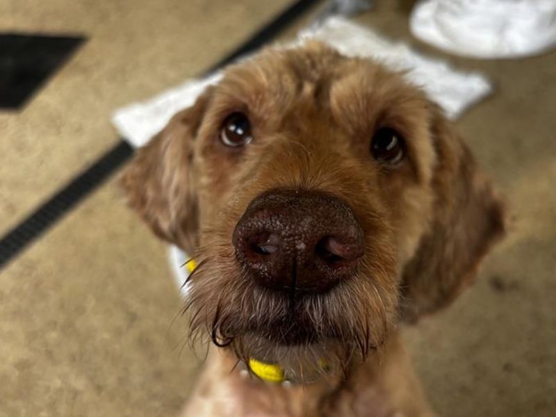 Eddie Doodle - Image 2 of 4