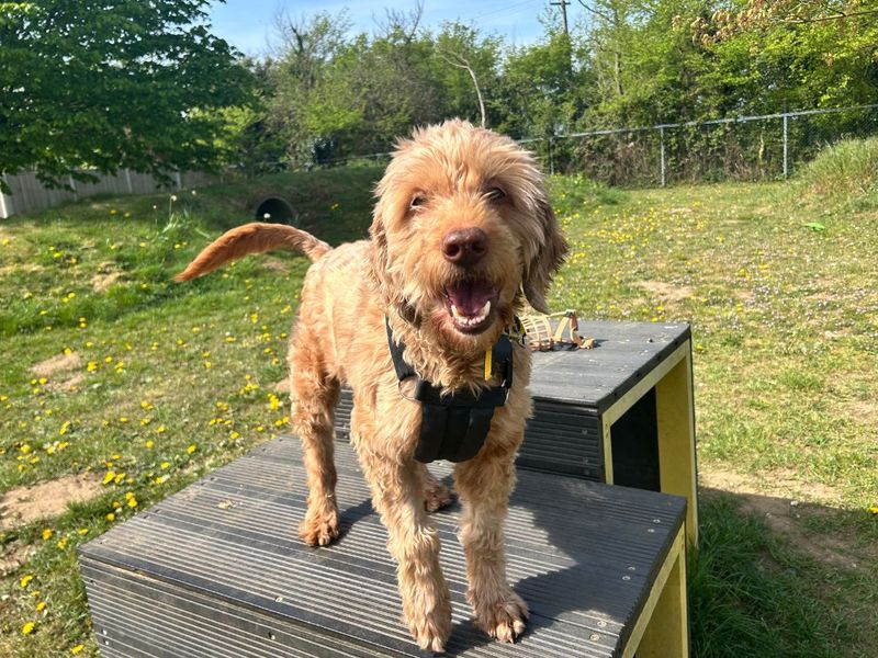 Eddie Doodle | Retriever (Golden) Cross | Snetterton (Norfolk) - 1