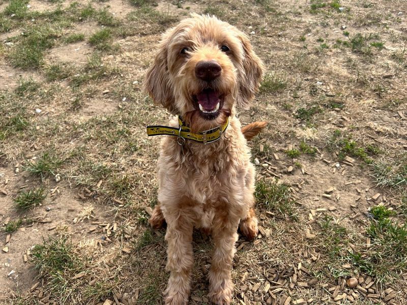 undefined | Retriever (Golden) Cross | undefined - 6