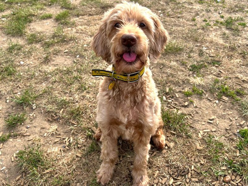 undefined | Retriever (Golden) Cross | undefined - 7