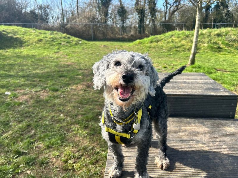 Betsie - Image 2 of 2