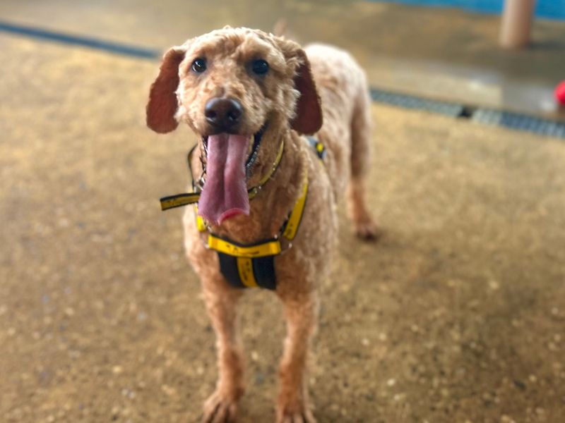 Golden Retriever Dogs And Puppies For Adoption