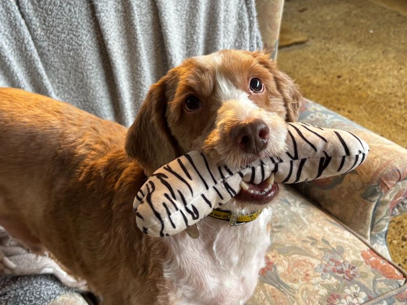 Ewan | Spaniel (Cocker) Cross | Snetterton (Norfolk) - 1