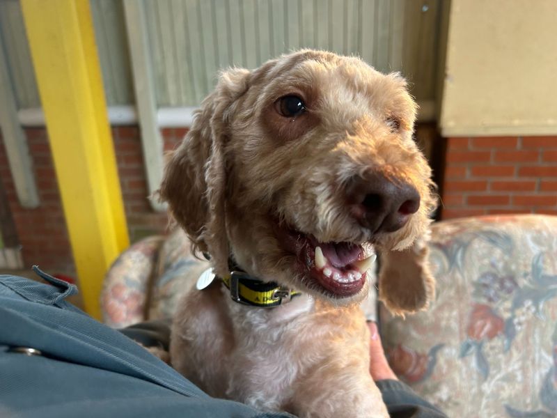 Cocker Spaniel for adoption in Snetterton, Norfolk – 7 years old