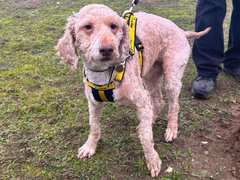 Cocker Spaniel for adoption in Snetterton, Norfolk – 7 years old - Image 3 of 3