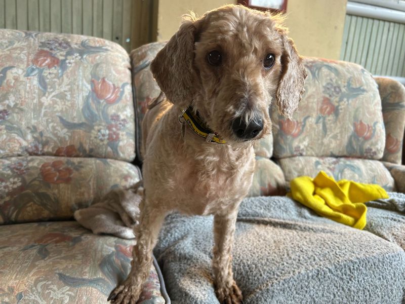 Poodle for adoption in Snetterton, Norfolk – 6 years old