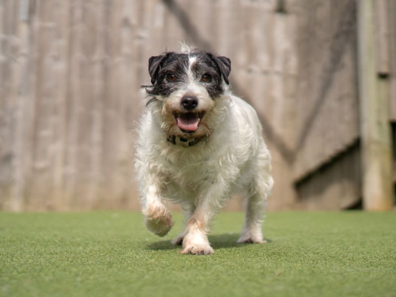 Poppy | Terrier (Parson Russell) | Kenilworth (West Midlands) - 1