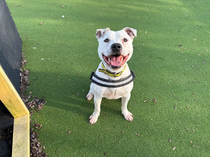 Staffordshire Bull Terrier for adoption in Wymeswold, Leicestershire – 4 years old
