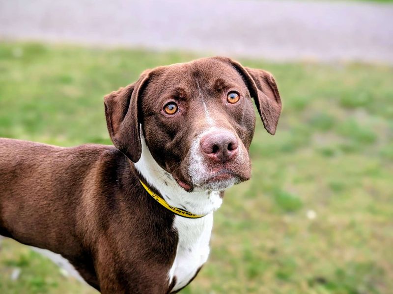 Milo, a 2 years old male Staffordshire Bull Terrier available for adoption from Dogs Trust in Splott, Wales