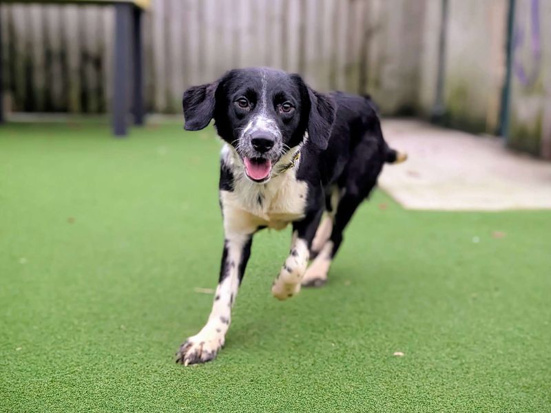 Sausage, a Unknown old female Unknown available for adoption from Dogs Trust in Splott, Wales