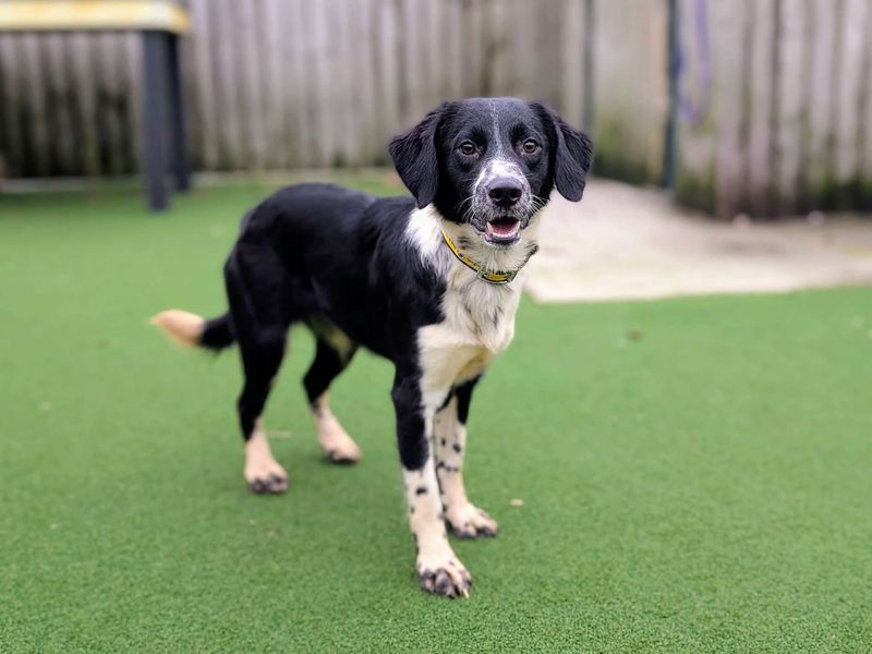 Sausage - Image 3 of 3