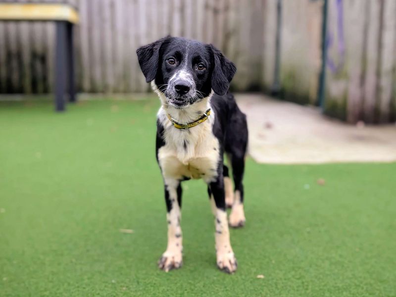 Sausage - Image 2 of 3