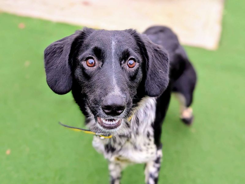 Springer Spaniel Dogs And Puppies For Adoption