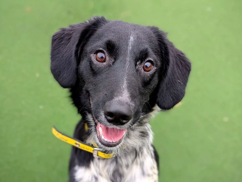 Springer Spaniel for adoption in Cardiff – 10 months old - Image 2 of 3