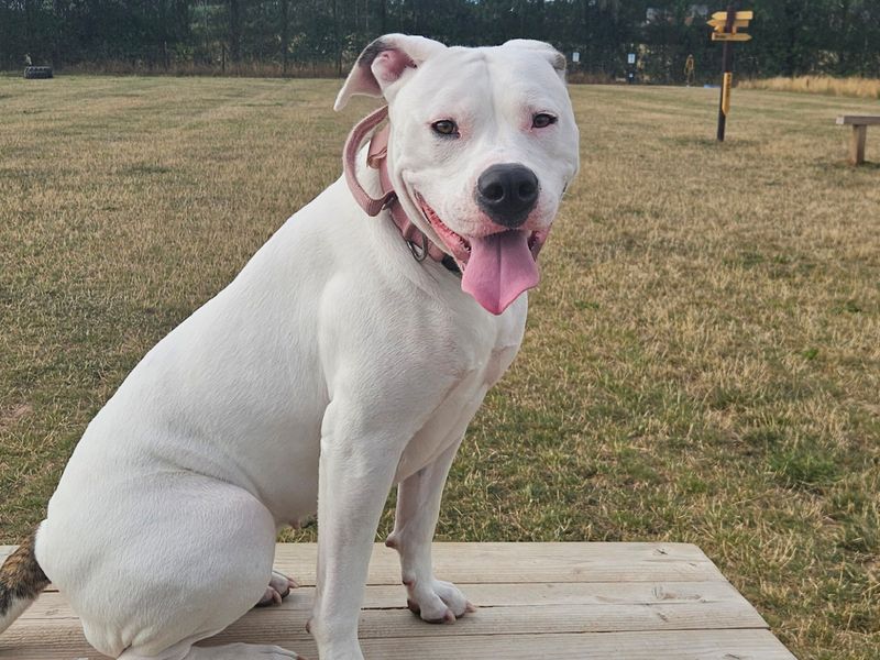American Bulldog for adoption in Telford, Shropshire – 1 year old