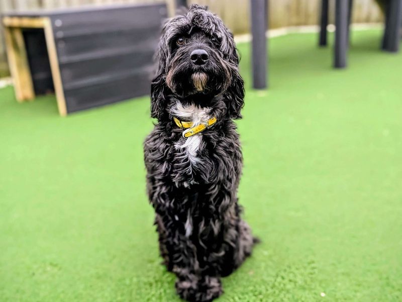 Springer Spaniel for adoption in Cardiff – 5 years old - Image 3 of 7