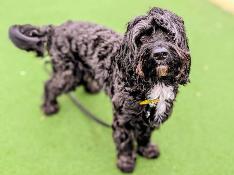 Springer Spaniel for adoption in Cardiff – 5 years old - Image 6 of 7