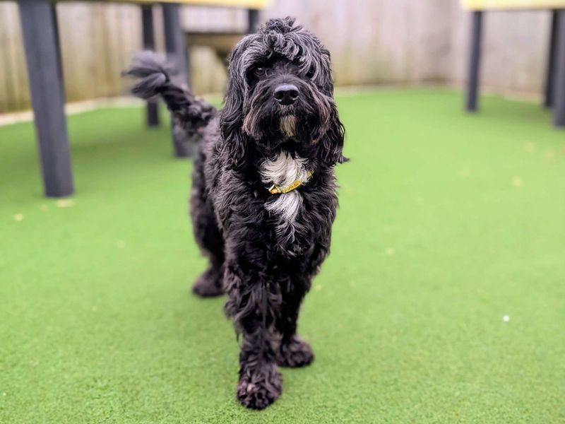 Springer Spaniel for adoption in Cardiff – 5 years old - Image 4 of 7