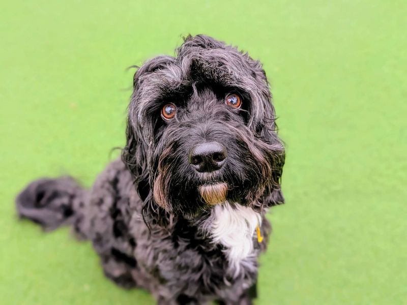 Ron | Spaniel (English Springer) Cross | Cardiff - 1