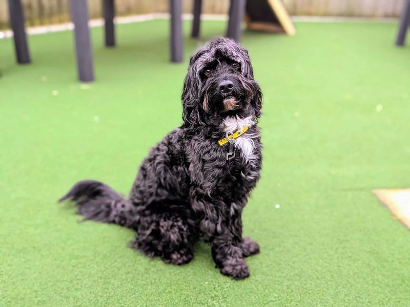 Springer Spaniel for adoption in Cardiff – 5 years old - Image 7 of 7