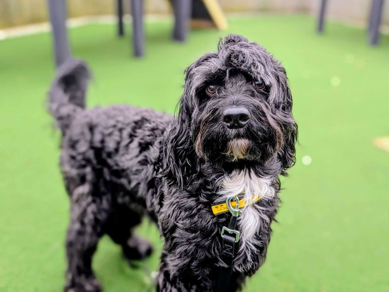 Springer Spaniel for adoption in Cardiff – 5 years old - Image 5 of 7