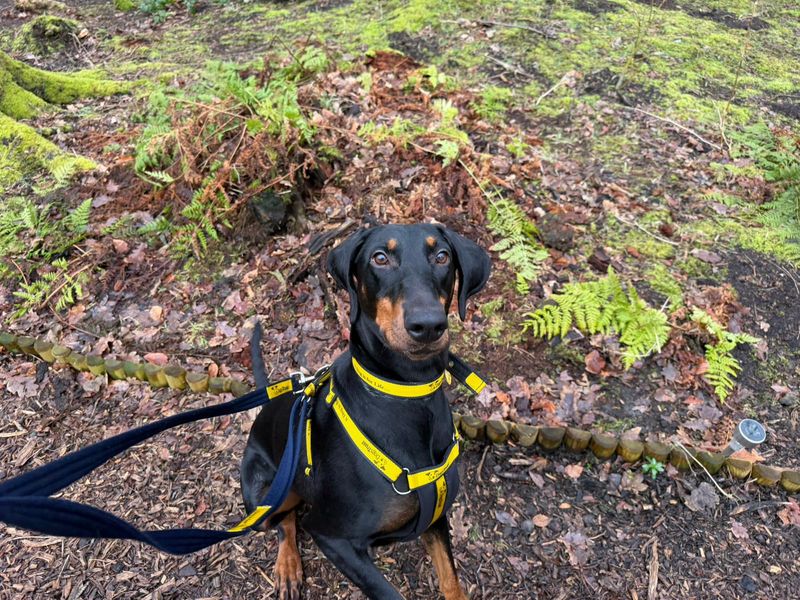 Daphne - Image 3 of 4