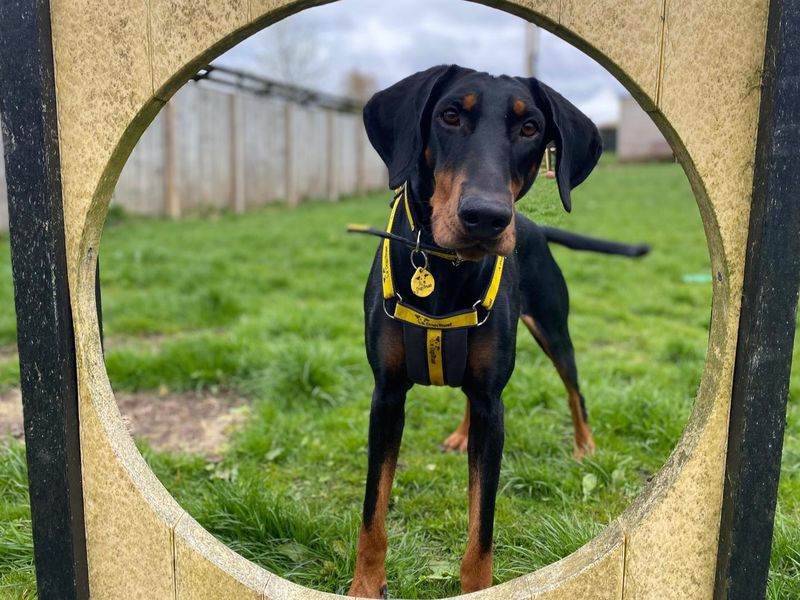 undefined | Dobermann | undefined - 4