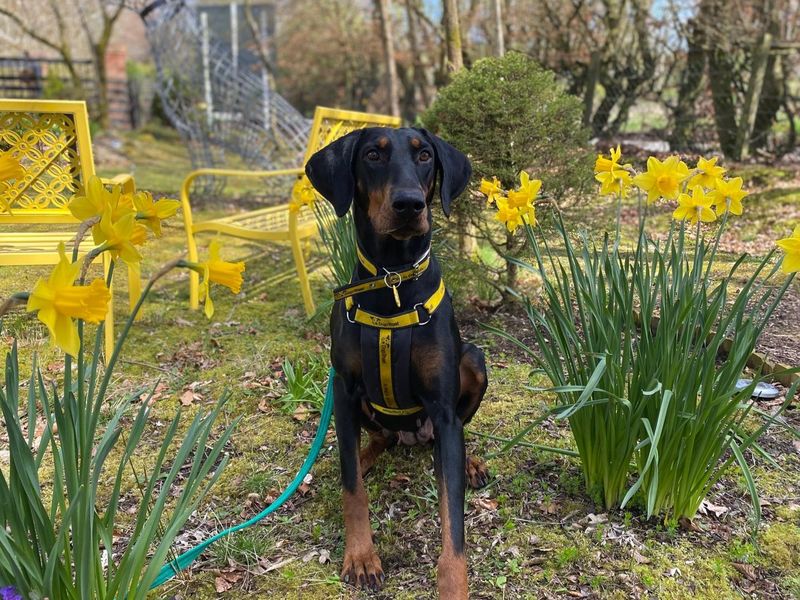 undefined | Dobermann | undefined - 3