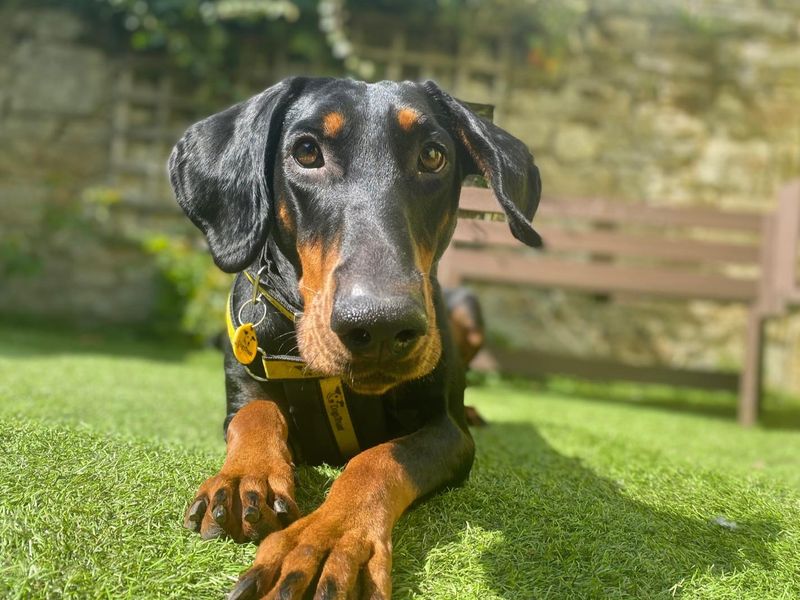undefined | Dobermann | undefined - 1