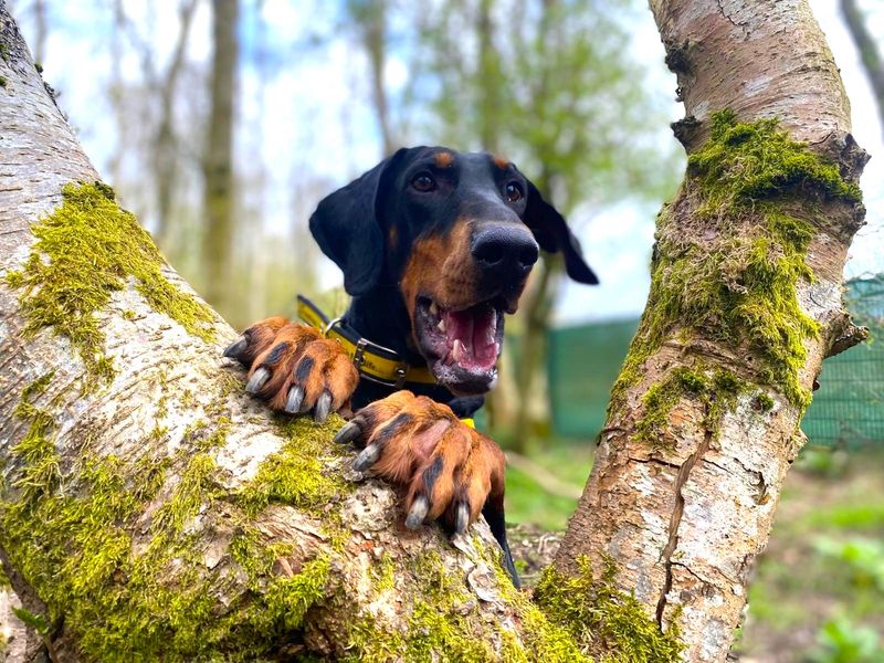 undefined | Dobermann | undefined - 10