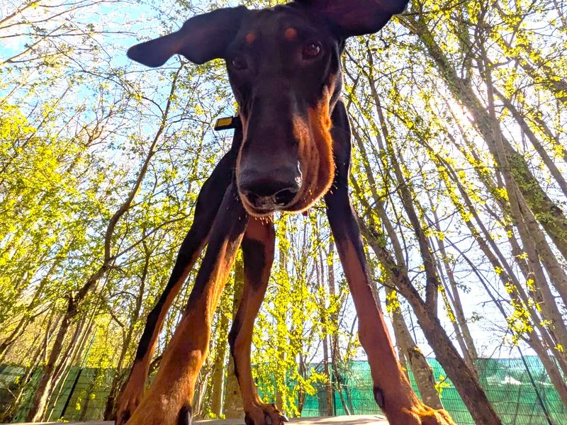 undefined | Dobermann | undefined - 8