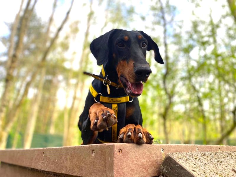 undefined | Dobermann | undefined - 13