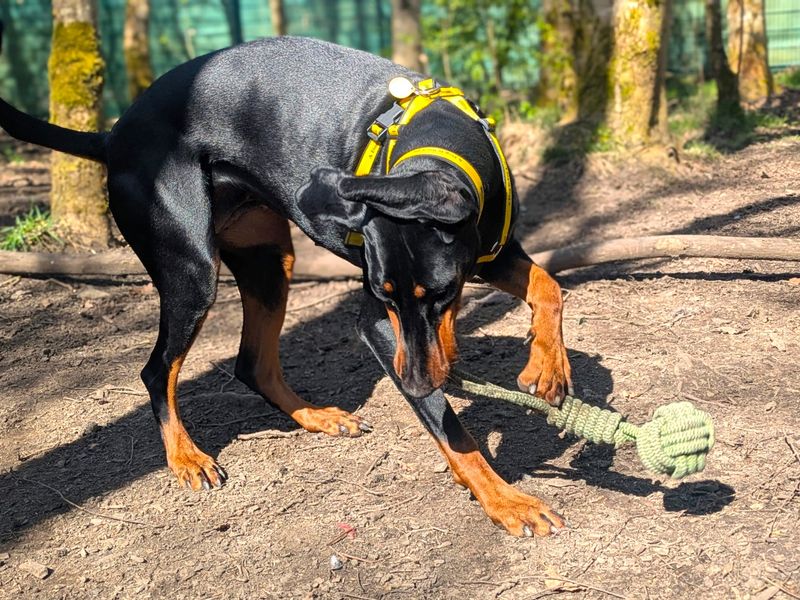 undefined | Dobermann | undefined - 7