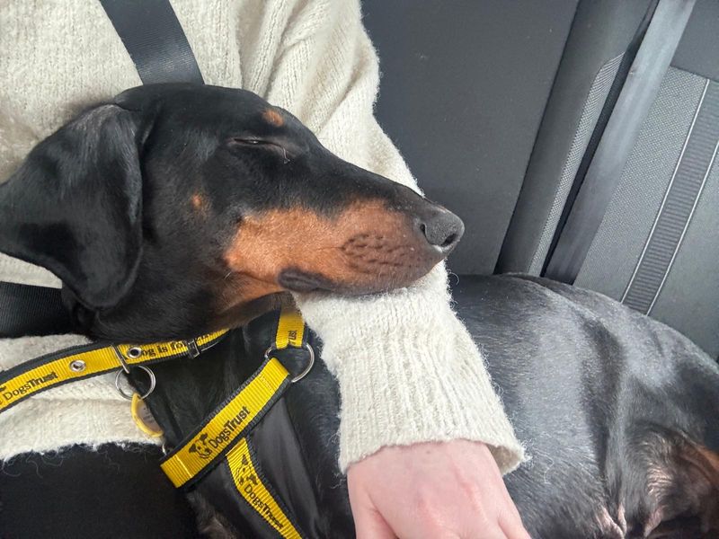 undefined | Dobermann | undefined - 2