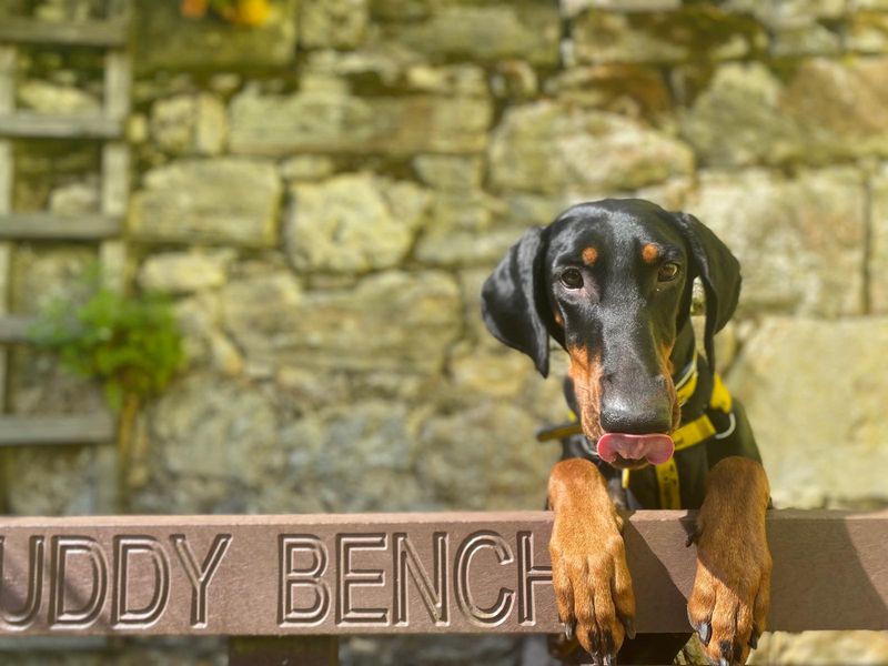 undefined | Dobermann | undefined - 15