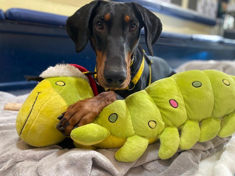 undefined | Dobermann | undefined - 11
