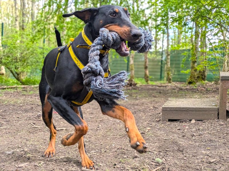 undefined | Dobermann | undefined - 9