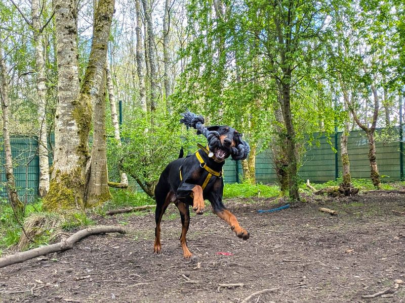 undefined | Dobermann | undefined - 14