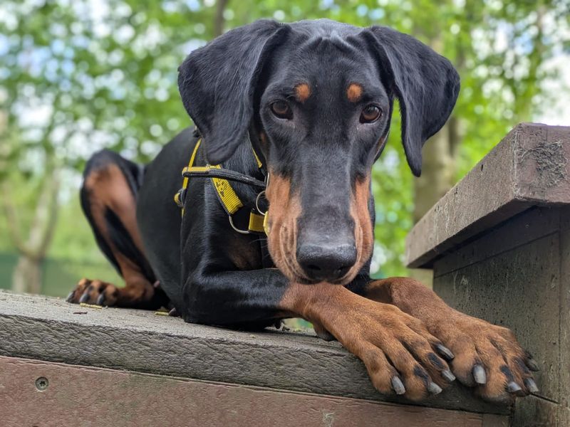 undefined | Dobermann | undefined - 12