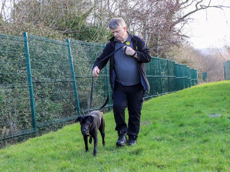 Border Collie Dogs And Puppies For Adoption