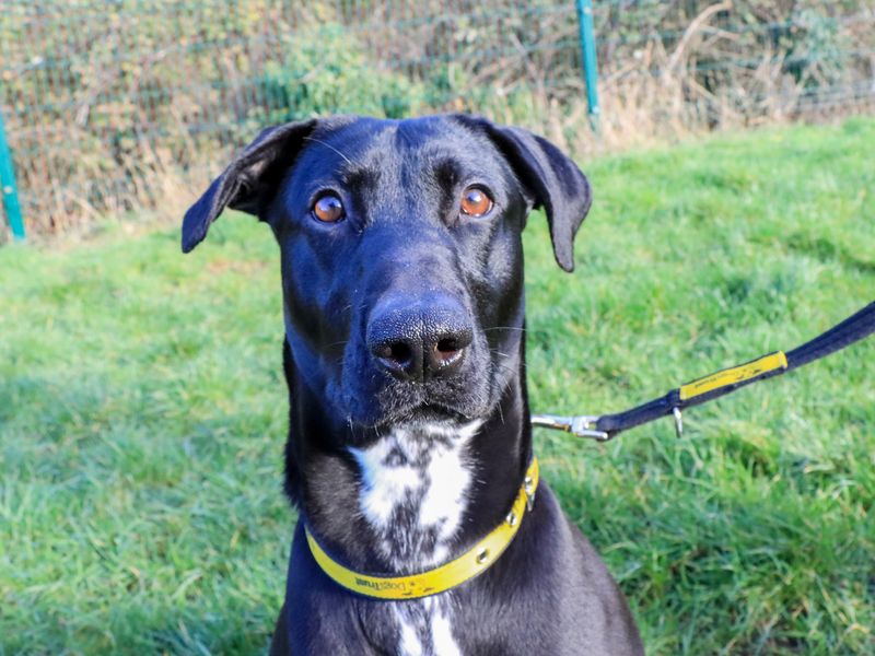 Pippa - Image 6 of 8