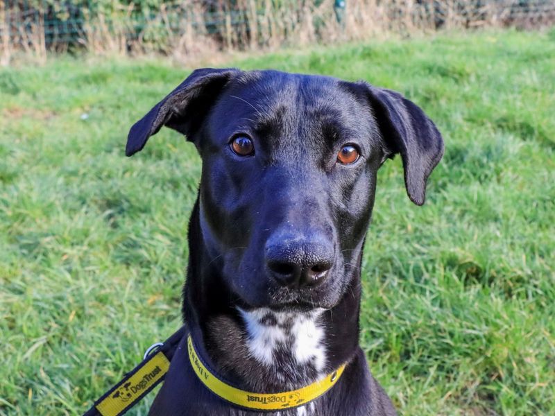 Pippa - Image 4 of 8